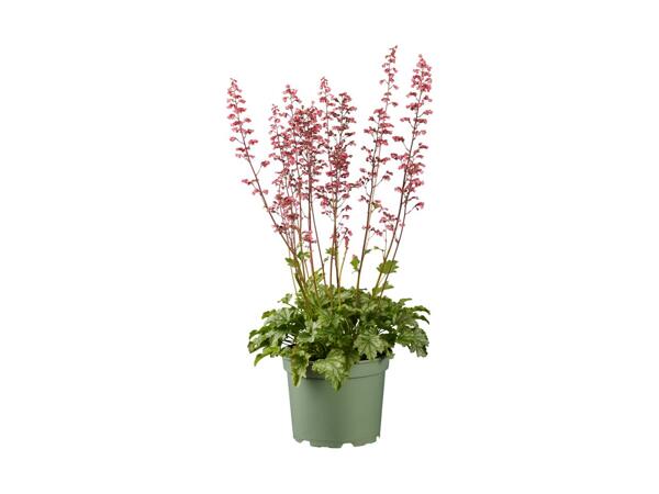 Stor staudeplante