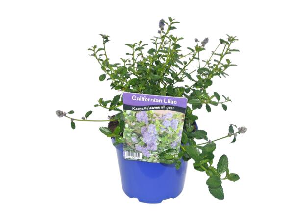 Californian Lilac