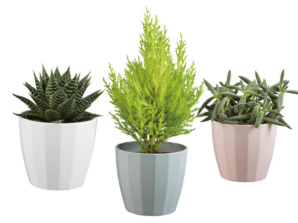 Green plants