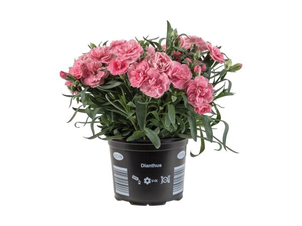 Dianthus