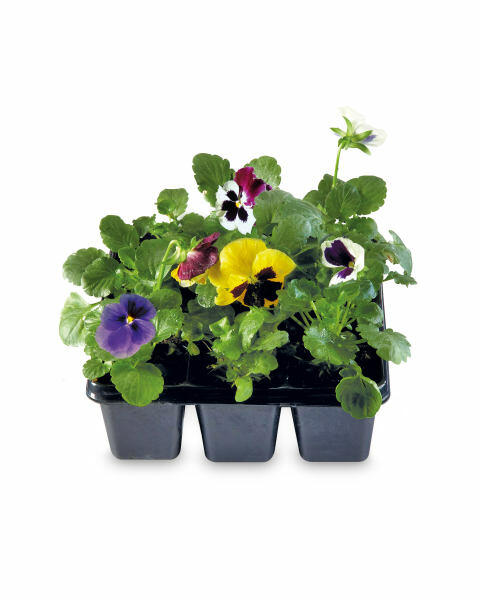 Irish Pansy & Viola 6 Pack