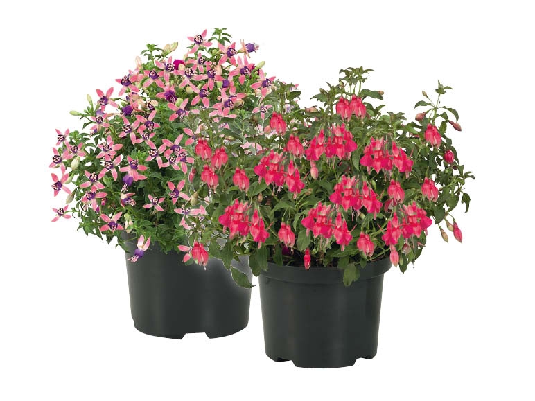 Fuchsias résistants au froid