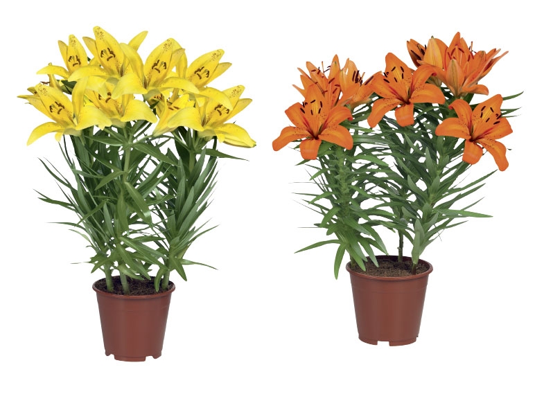 Asiatic Lilies