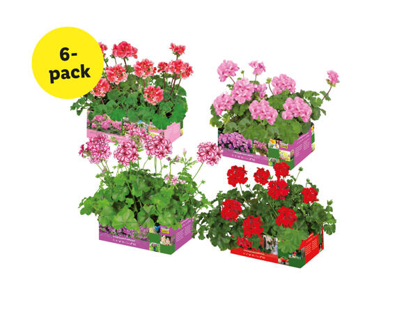 Pelargoner, hängande