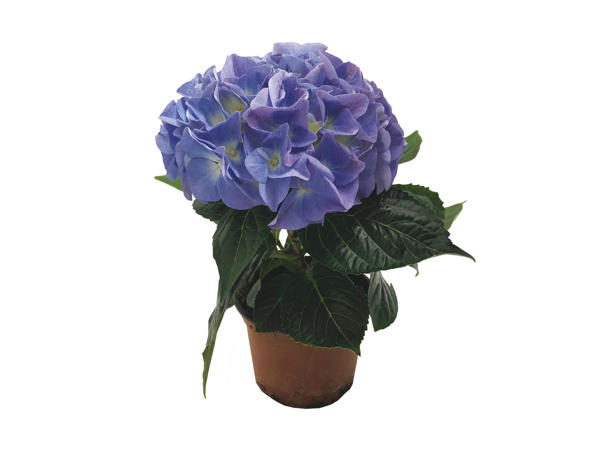 Hortensia