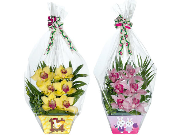 Orchideen 6er-Gesteck