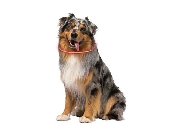Dog Collar Assortment