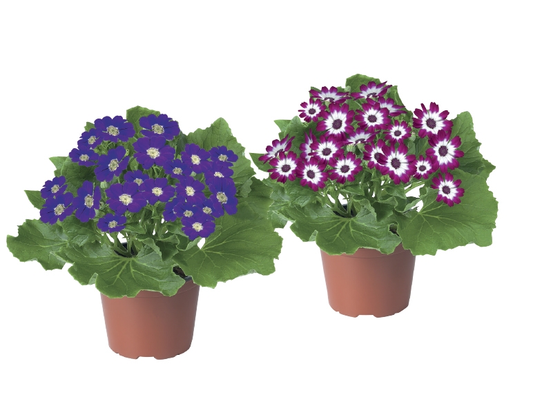 Cineraria