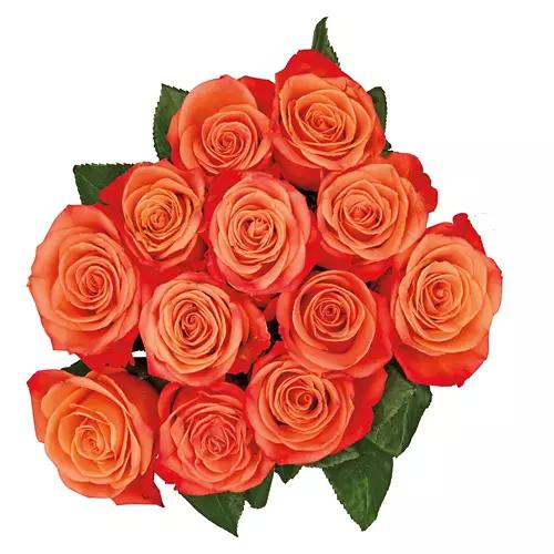 Valentine's Day 12 Stem Roses - Assorted Colors