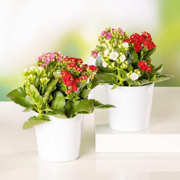 Kalanchoe Trio