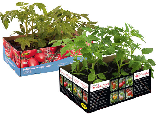 Tomatenpflanzen 6er Tray