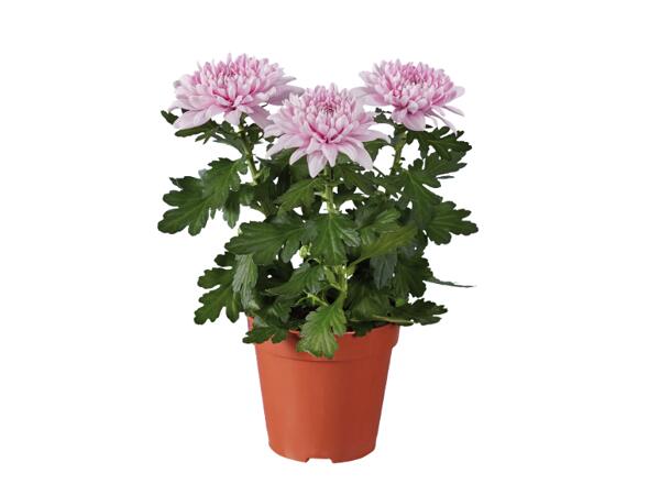 Chrysanthemum