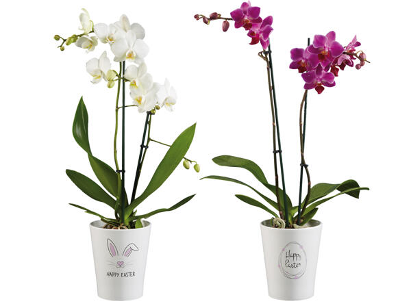 Orchidee in Keramik "Happy Easter"