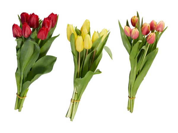 Tulipani