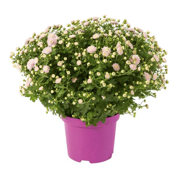 Chrysantheme