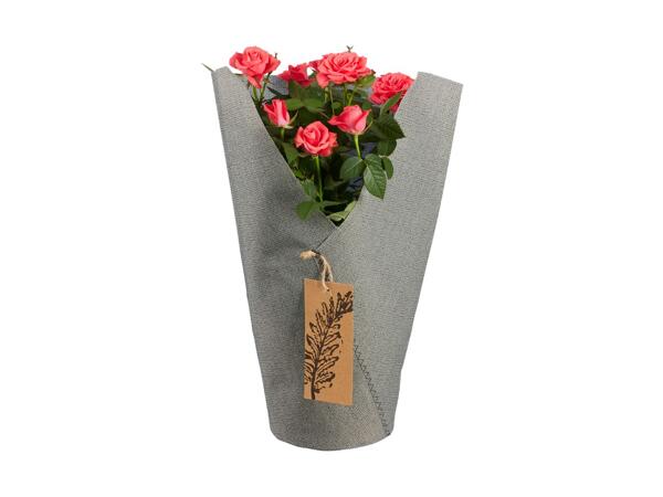 Potted Rose in Sleeve