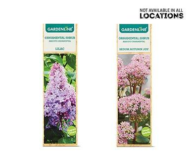 Gardenline 
 Ornamental Shrub Assorted Varieties