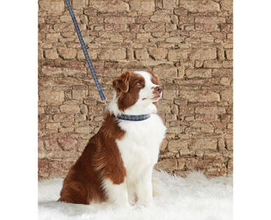 Reflective Collars and Leads