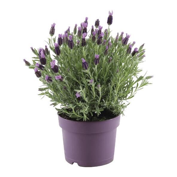 Lavendel hidcote lamorosia