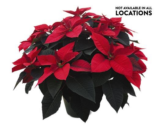10" Premium Poinsettia