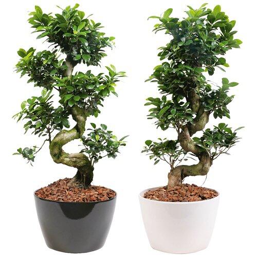 GARDENLINE Bonsai ficus microcarpa