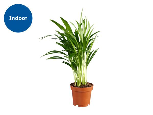 Air Purifying Plant