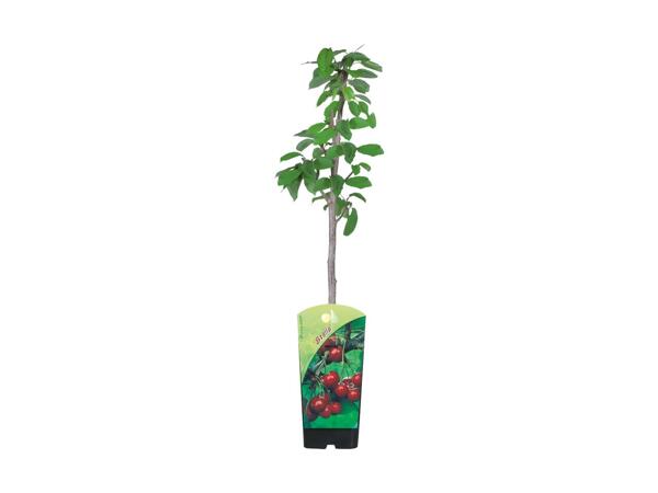 Frugttræ