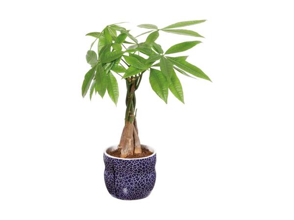 Indoor Plant in Blue Ceramic Pot