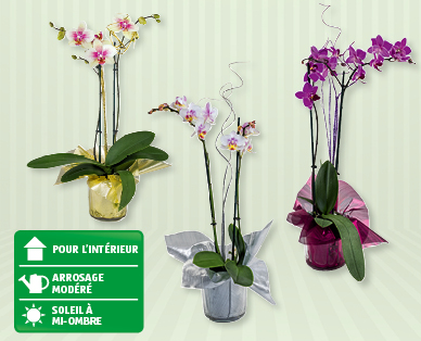 Phalaenopsis de la Saint-Sylvestre