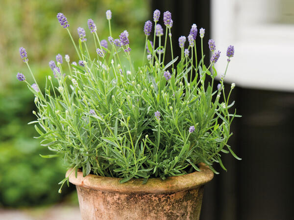 Lavendel