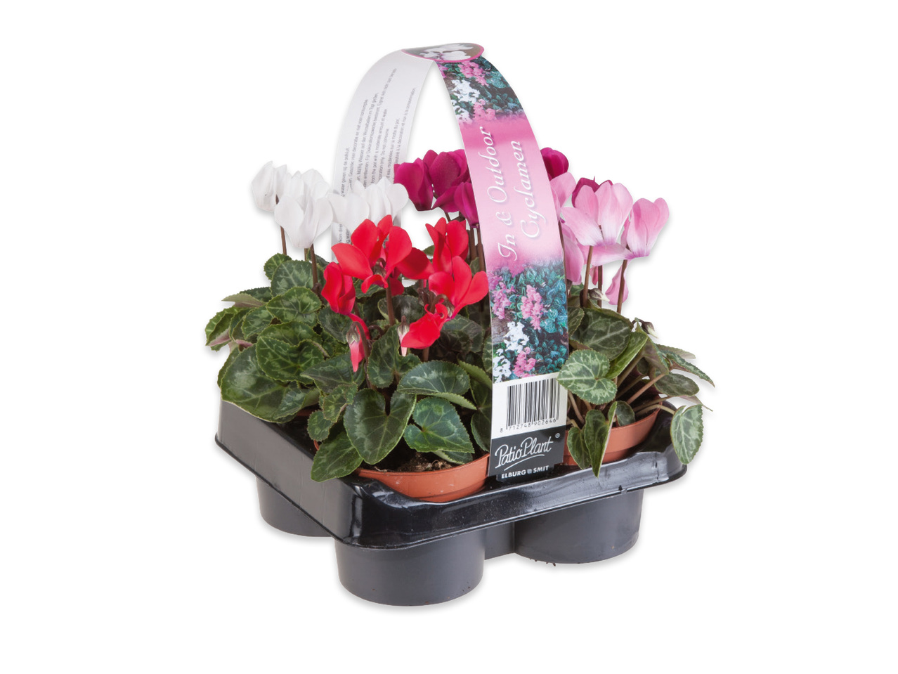 CYKLAMEN, 4-PACK