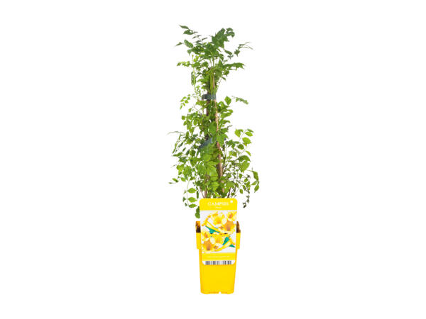 Assorted Climbing Plants