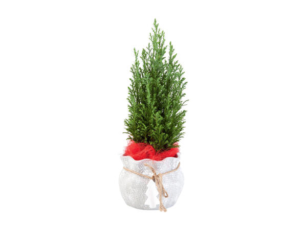 Conifer