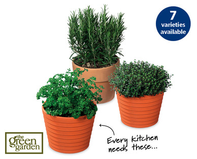 Italian Herbs In Terracotta Pots