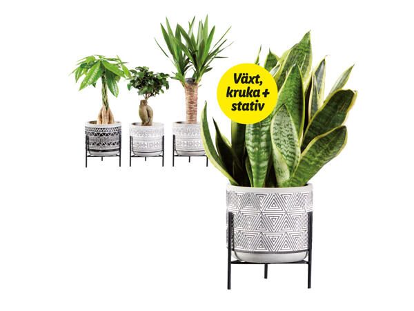 Lättskötta växter i kruka