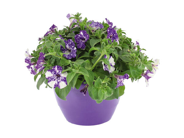 Trefarvet Petunia Sky