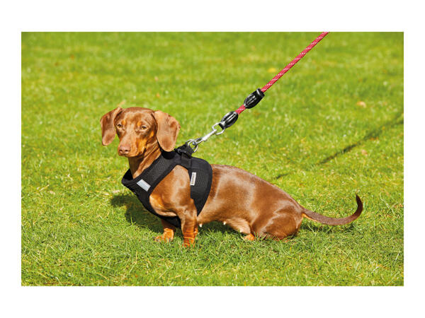 Zoofari Dog Harness