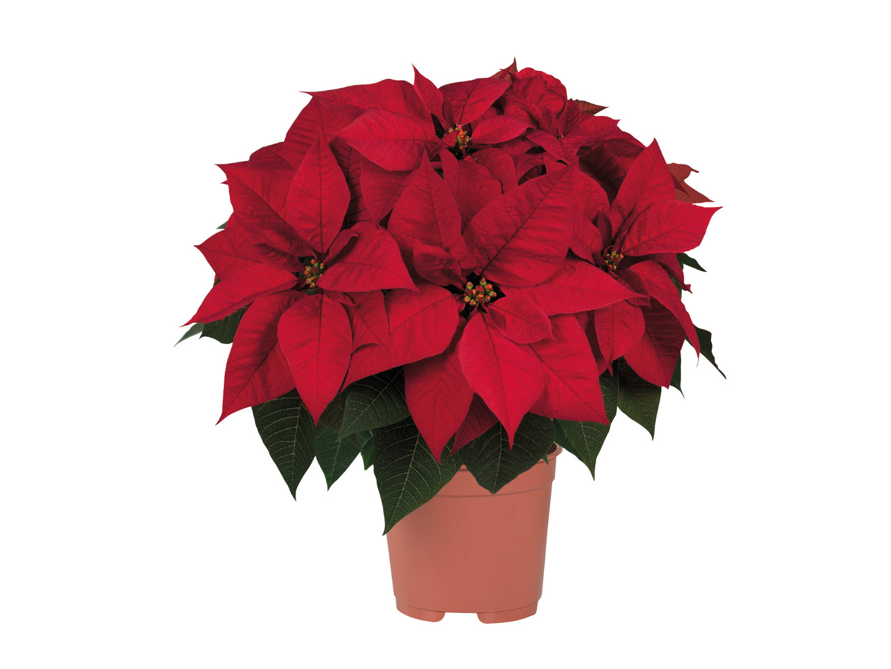 Large Christmas Poinsettia1
