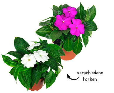 IMPATIENS