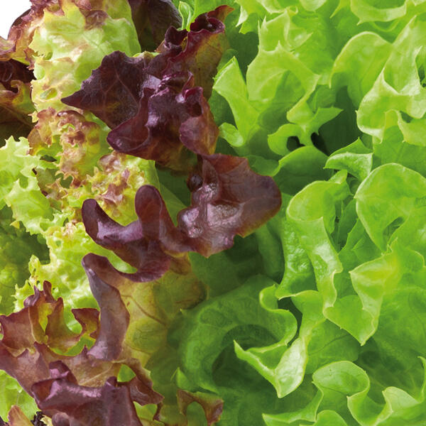 Bio-Salat