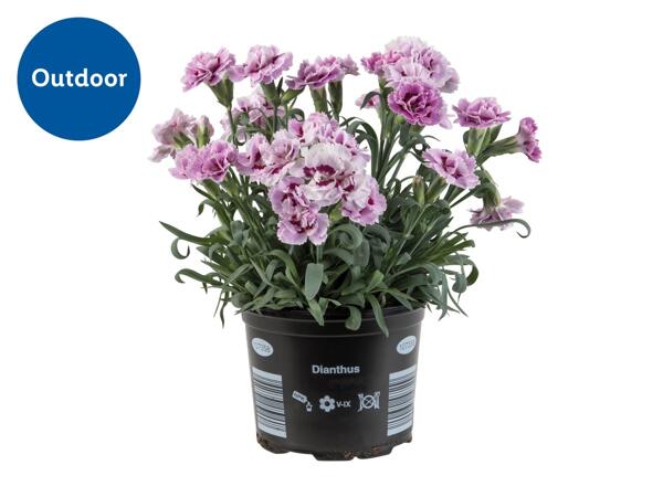 Dianthus