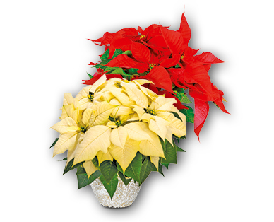 Étoile de Noël
