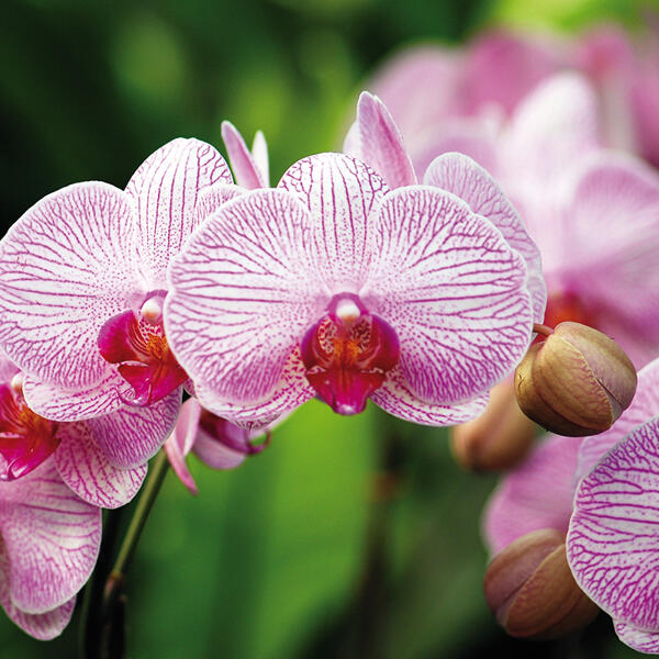 Orchidee Phalaenopsis