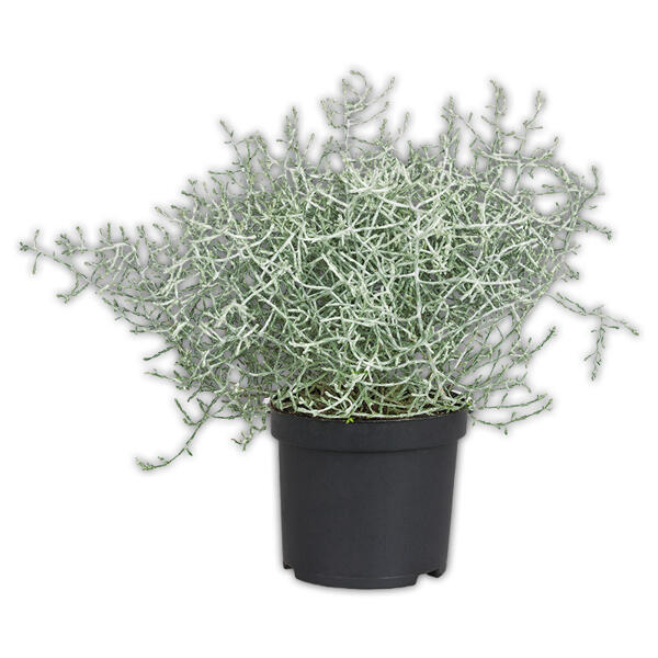Stacheldrahtpflanze / Hebe Mix