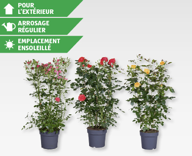 Rosier grimpant palissé