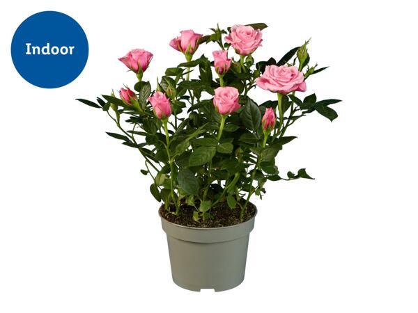 Mini Rose