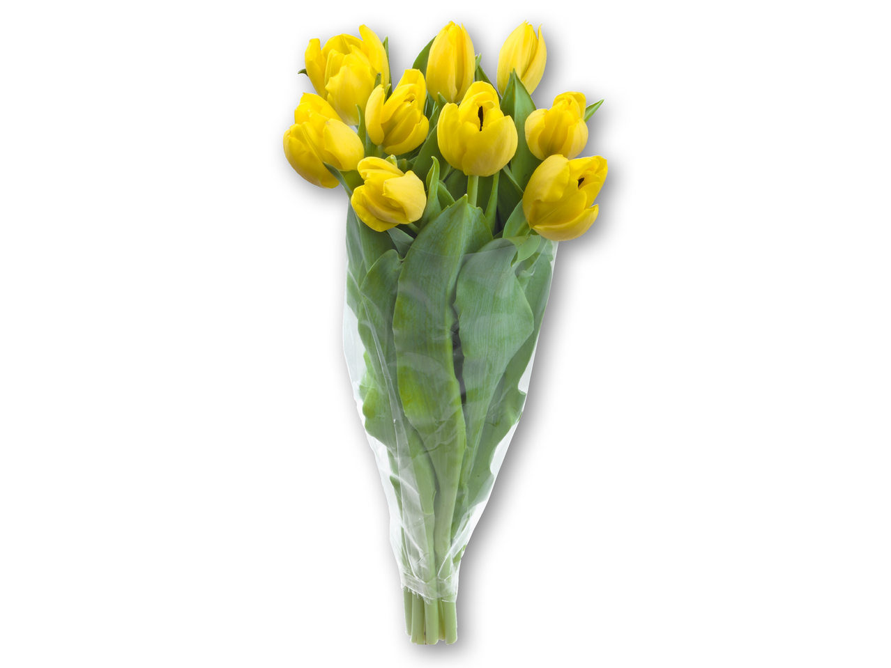Tulipaner