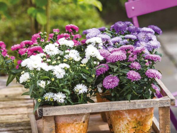 Asters i 6‘er bakke