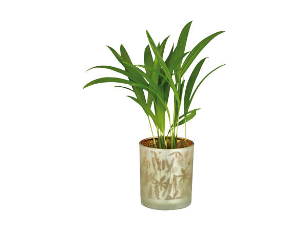 Grøn plante i glasskjuler