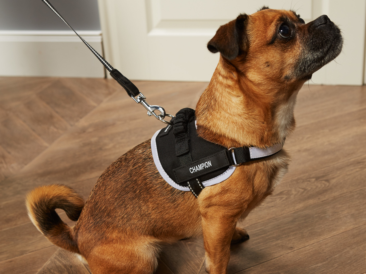 ZOOFARI(R) Hundegeschirr